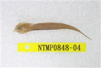 藏品(小骨鰧)的圖片